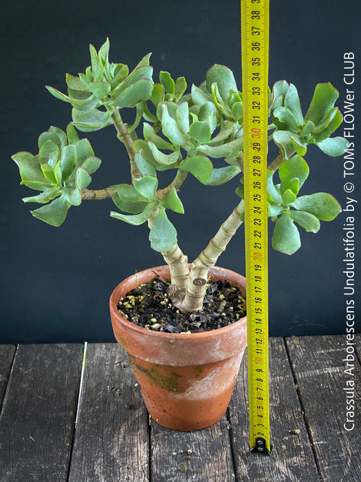 Crassula Arborescens Undulatifolia bonsai tree in clay pot, organically grown sun loving succulent plants for sale at TOMs FLOWer CLUB.