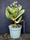 Crassula Arborescens Undulatifolia, organically grown sun loving succulent plants for sale at TOMs FLOWer CLUB.