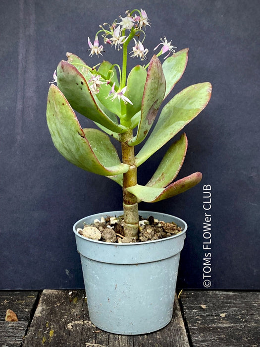 Crassula Arborescens Undulatifolia, organically grown sun loving succulent plants for sale at TOMs FLOWer CLUB.