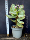 Crassula Arborescens Undulatifolia, organically grown sun loving succulent plants for sale at TOMs FLOWer CLUB.