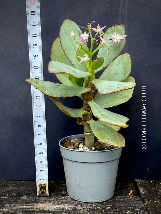 Crassula Arborescens Undulatifolia, organically grown sun loving succulent plants for sale at TOMs FLOWer CLUB.