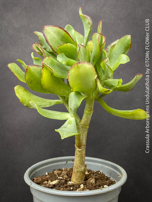 Crassula Arborescens Undulatifolia, Money tree, Geldbaum, organically grown sun loving succulent plants for sale at TOMs FLOWer CLUB.