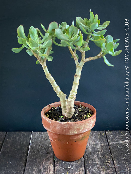 Crassula Arborescens Undulatifolia bonsai tree in clay pot, organically grown sun loving succulent plants for sale at TOMs FLOWer CLUB.