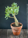 Crassula Arborescens Undulatifolia bonsai tree in clay pot, organically grown sun loving succulent plants for sale at TOMs FLOWer CLUB.