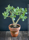 Crassula Arborescens Undulatifolia bonsai tree in clay pot, organically grown sun loving succulent plants for sale at TOMs FLOWer CLUB.