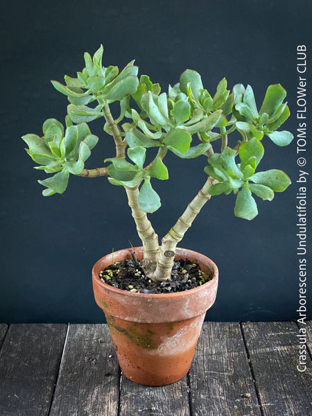 Crassula Arborescens Undulatifolia bonsai tree in clay pot, organically grown sun loving succulent plants for sale at TOMs FLOWer CLUB.