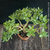 Crassula Arborescens Undulatifolia bonsai tree in clay pot, organically grown sun loving succulent plants for sale at TOMs FLOWer CLUB.