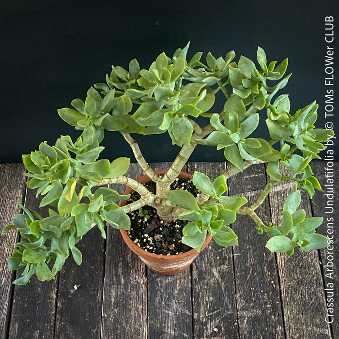 Crassula Arborescens Undulatifolia bonsai tree in clay pot, organically grown sun loving succulent plants for sale at TOMs FLOWer CLUB.