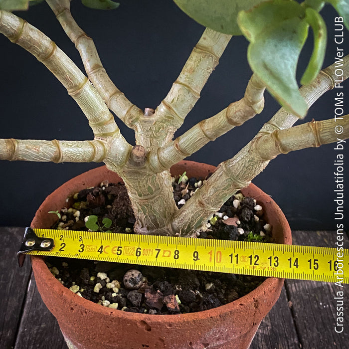 Crassula Arborescens Undulatifolia bonsai tree in clay pot, organically grown sun loving succulent plants for sale at TOMs FLOWer CLUB.