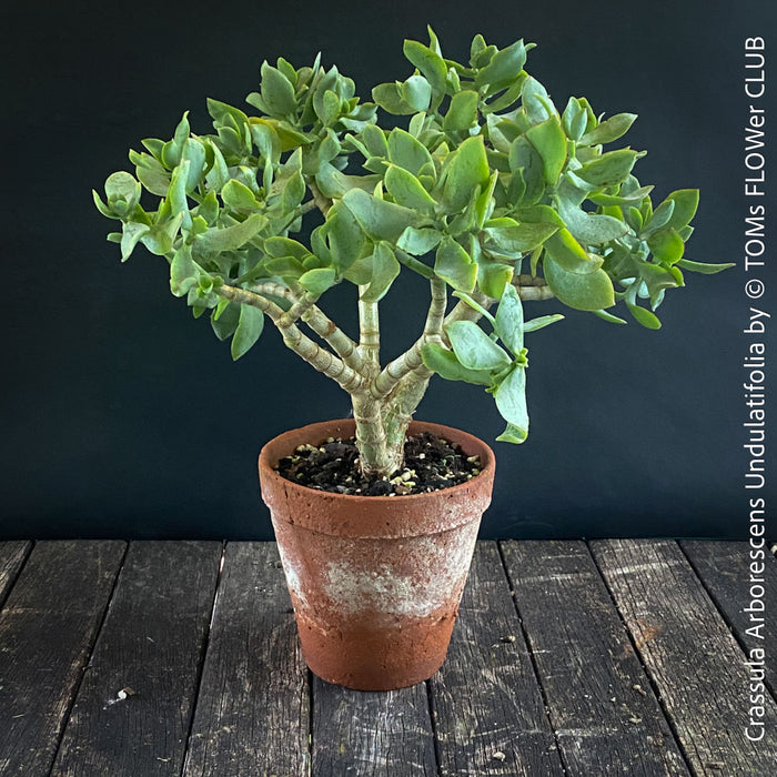 Crassula Arborescens Undulatifolia bonsai tree in clay pot, organically grown sun loving succulent plants for sale at TOMs FLOWer CLUB.
