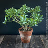 Crassula Arborescens Undulatifolia bonsai tree in clay pot, organically grown sun loving succulent plants for sale at TOMs FLOWer CLUB.