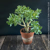 Crassula Arborescens Undulatifolia bonsai tree in clay pot, organically grown sun loving succulent plants for sale at TOMs FLOWer CLUB.