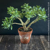 Crassula Arborescens Undulatifolia bonsai tree in clay pot, organically grown sun loving succulent plants for sale at TOMs FLOWer CLUB.