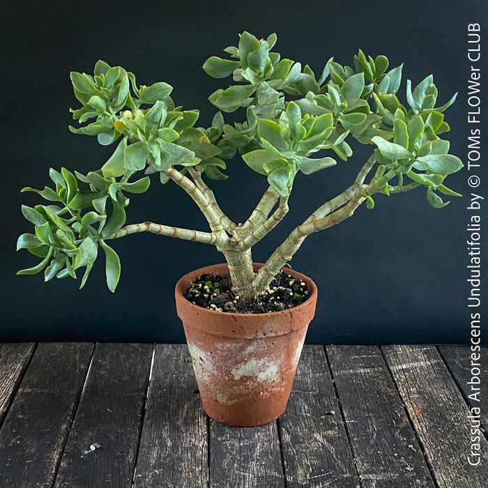 Crassula Arborescens Undulatifolia bonsai tree in clay pot, organically grown sun loving succulent plants for sale at TOMs FLOWer CLUB.