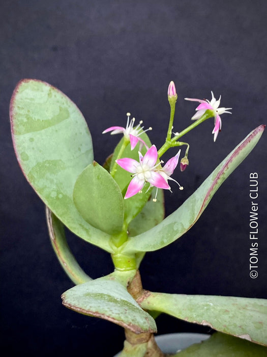 Crassula Arborescens Undulatifolia, organically grown sun loving succulent plants for sale at TOMs FLOWer CLUB.