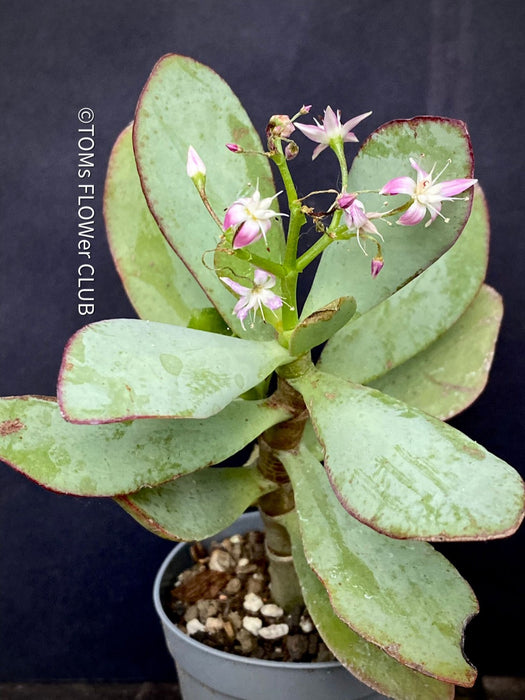 Crassula Arborescens Undulatifolia, organically grown sun loving succulent plants for sale at TOMs FLOWer CLUB.