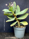 Crassula Arborescens Undulatifolia, organically grown sun loving succulent plants for sale at TOMs FLOWer CLUB.