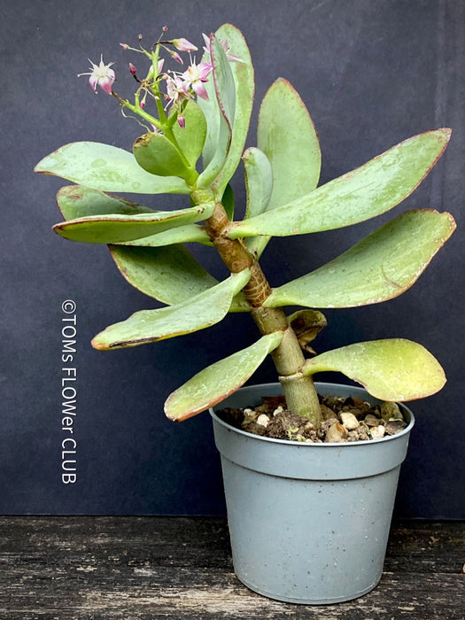 Crassula Arborescens Undulatifolia, organically grown sun loving succulent plants for sale at TOMs FLOWer CLUB.