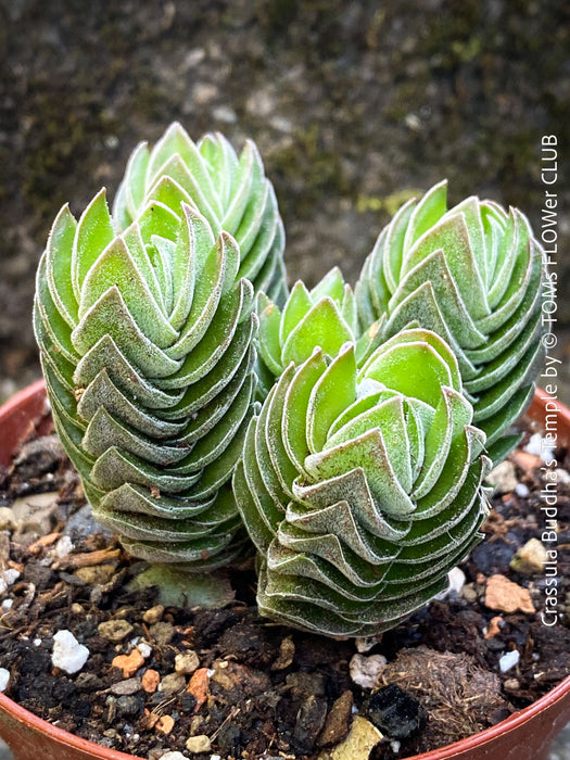 Crassula Buddha’s Temple