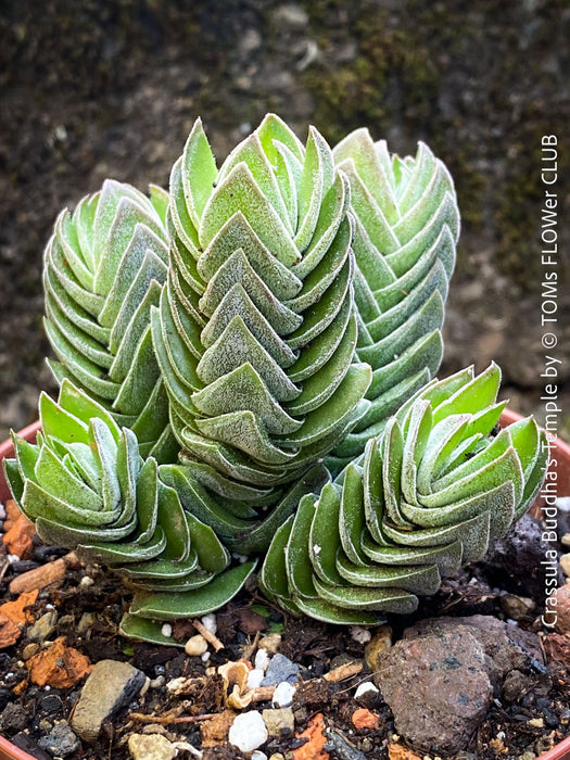 Crassula Buddha’s Temple