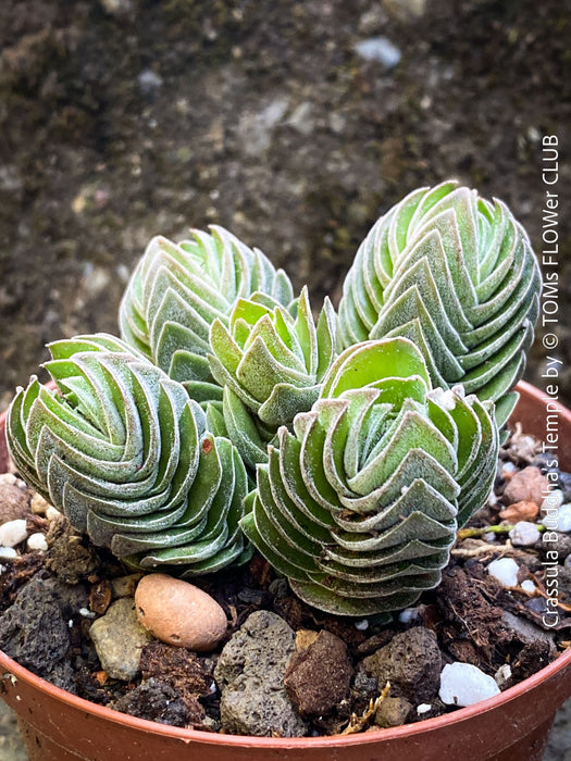 Crassula Buddha’s Temple