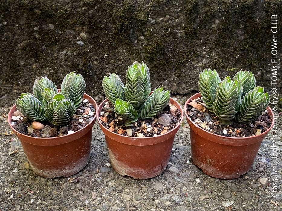 Crassula Buddha’s Temple
