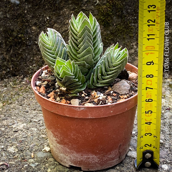 Crassula Buddha’s Temple