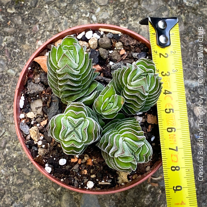 Crassula Buddha’s Temple