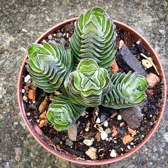 Crassula Buddha’s Temple