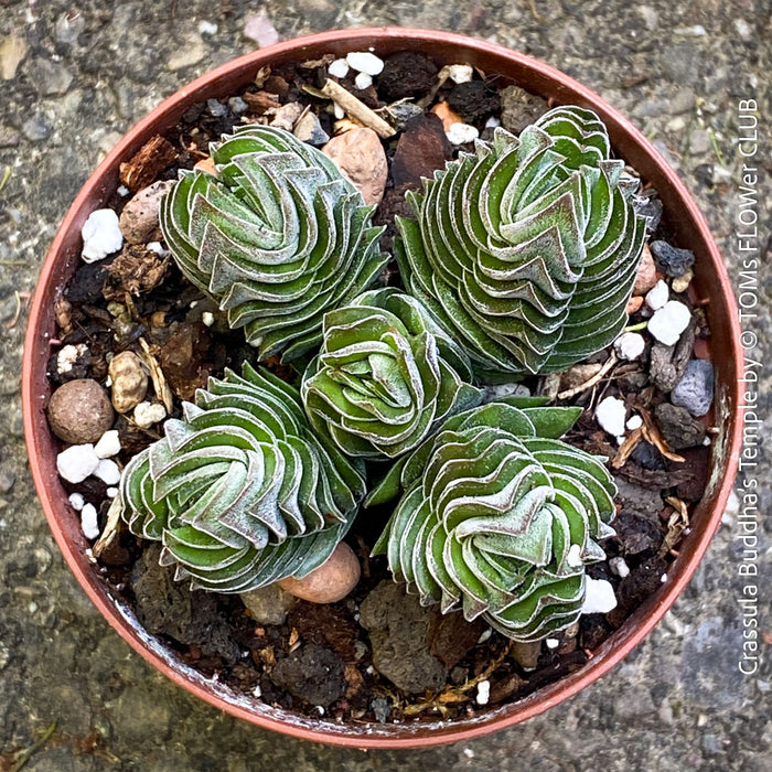 Crassula Buddha’s Temple