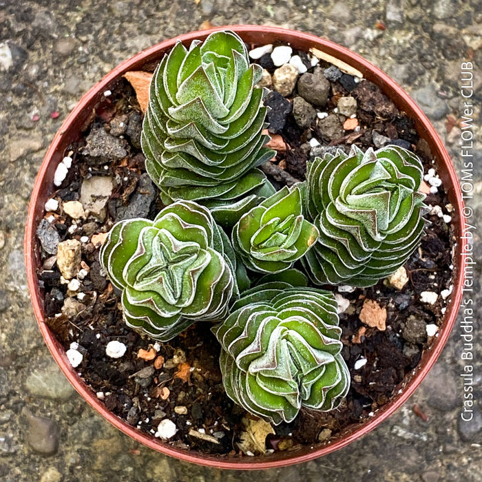 Crassula Buddha’s Temple