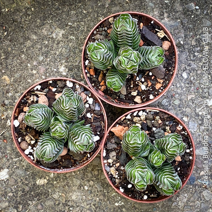 Crassula Buddha’s Temple