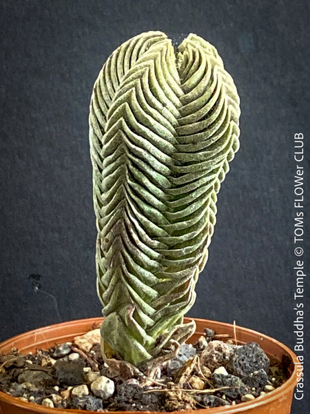 Crassula Buddha’s Temple, organically grown sun loving succulent plants for sale at TOMs FLOWer CLUB