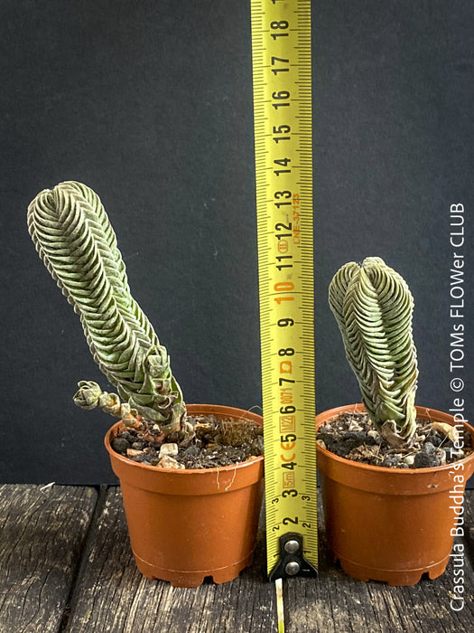 buddha temple succulent for sale Crassula Buddha's Temple | organically grown succulent plants