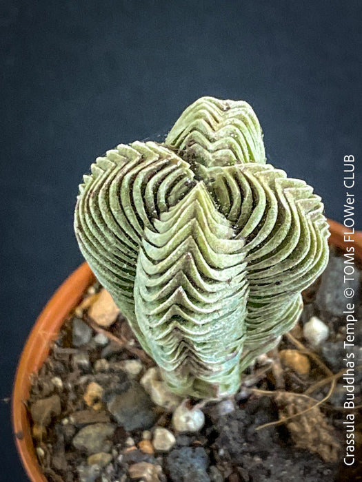 buddha temple succulent for sale Crassula Buddha's Temple | organically grown succulent plants