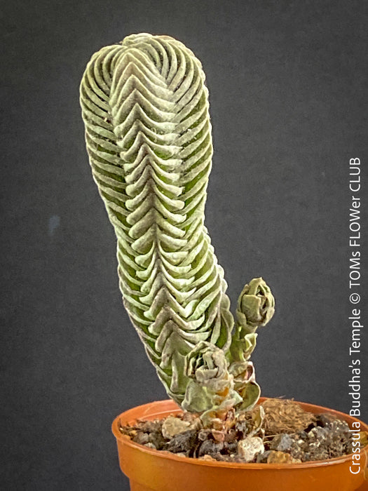 buddha's temple succulent for sale Crassula Buddha's Temple | organically grown succulent plants