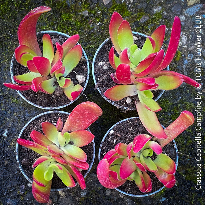 Potted Crassula Capitella Campfire plant with pink and green leaves for sale at TOMs FLOWer CLUB.