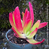 Potted Crassula Capitella Campfire succulent plant with pink and green leaves for sale at TOMs FLOWer CLUB.