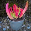 Potted Crassula Capitella Campfire plant with pink and green leaves on a textured surface, for sale at TOMs FLOWer CLUB.