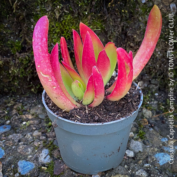 Potted Crassula Capitella Campfire plant with pink and green leaves on a textured surface, for sale at TOMs FLOWer CLUB.
