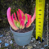Potted Crassula Capitella Campfire succulent plant with pink and green leaves for sale at TOMs FLOWer CLUB.
