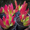 Potted Crassula Capitella Campfire plant with pink and green leaves, low maintenance plants for sale at TOMs FLOWer CLUB.