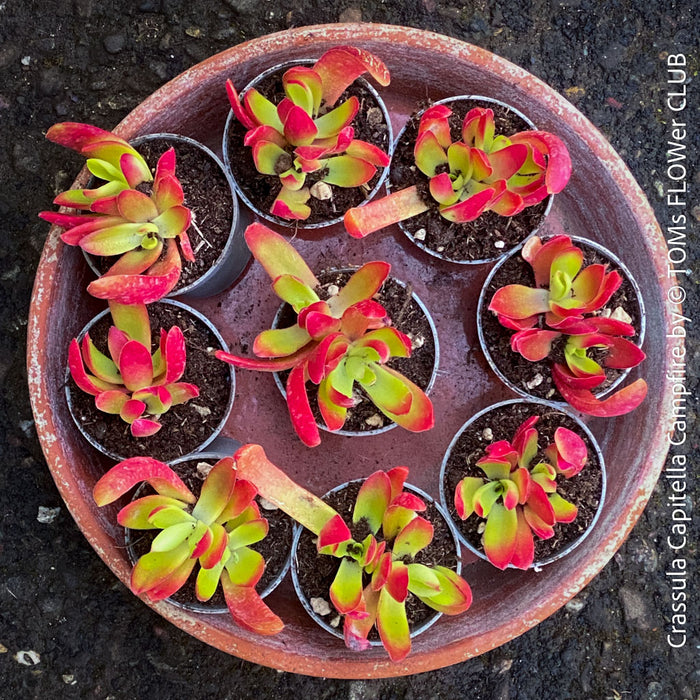 Potted Crassula Capitella Campfire plant with pink and green leaves for sale at TOMs FLOWer CLUB.