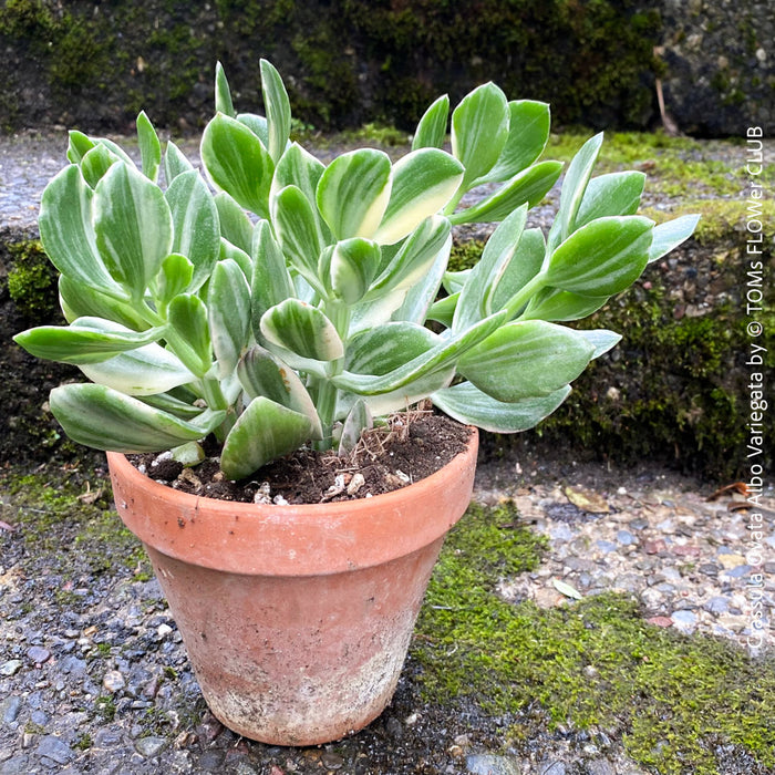 Crassula Ovata Albo Variegata