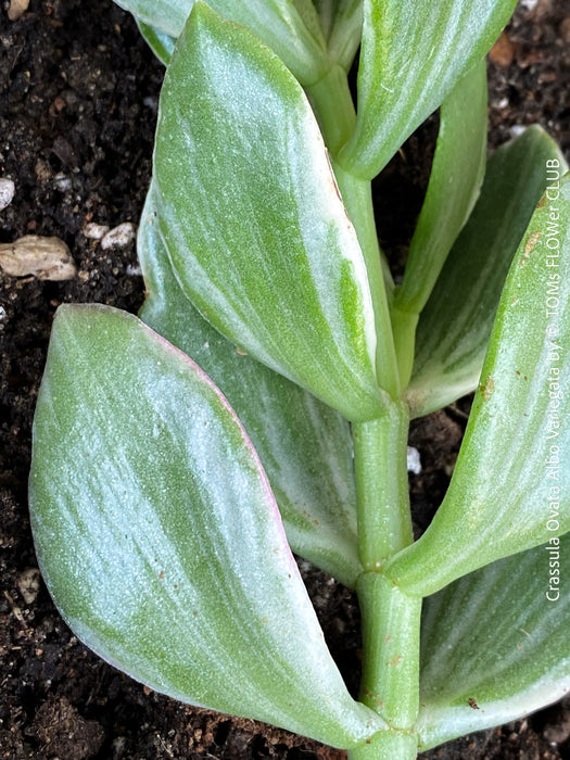 Crassula Ovata Albo Variegata