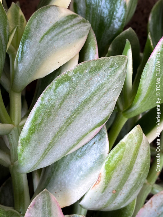 Crassula Ovata Albo Variegata