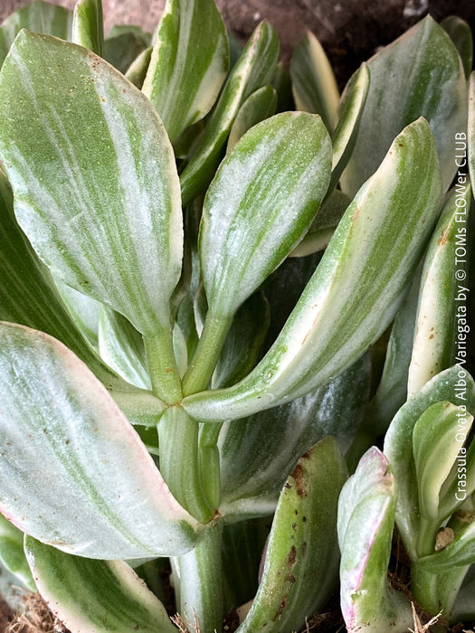 Crassula Ovata Albo Variegata