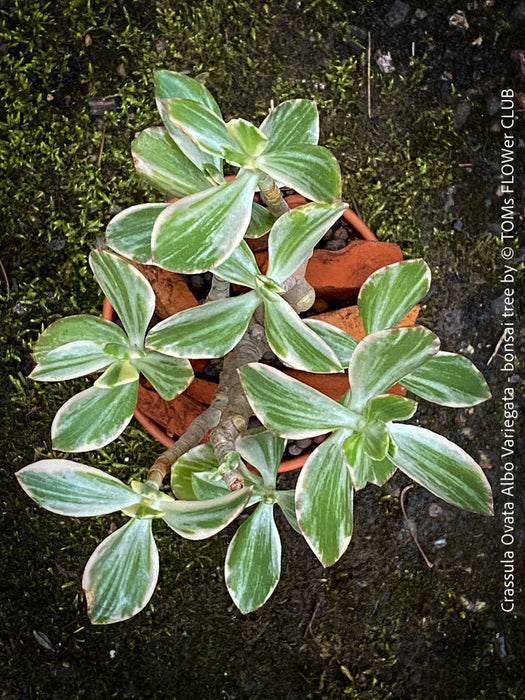 Crassula Ovata Albo Variegata, bonsai tree in clay pot, cat friendly, money tree, organically grown succulent plants for sale at TOMs FLOWer CLUB