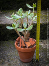Crassula Ovata Albo Variegata, bonsai tree in clay pot, cat friendly, money tree, organically grown succulent plants for sale at TOMs FLOWer CLUB