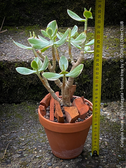 Crassula Ovata Albo Variegata, bonsai tree in clay pot, cat friendly, money tree, organically grown succulent plants for sale at TOMs FLOWer CLUB